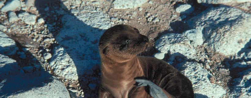 Sea lion resting on volcanic rock in the Galápagos Islands
