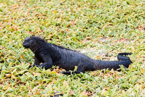 Marine iguana on volcanic rock in the Galápagos Islands